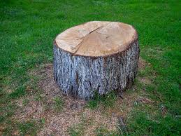How Our Tree Care Process Works  in  Horicon, WI