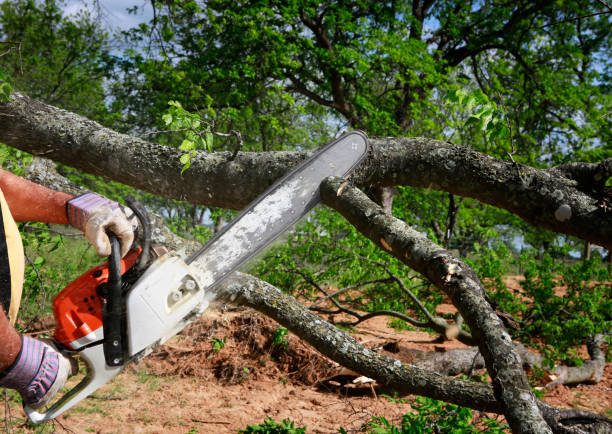 Reliable Horicon, WI Tree Removal Solutions